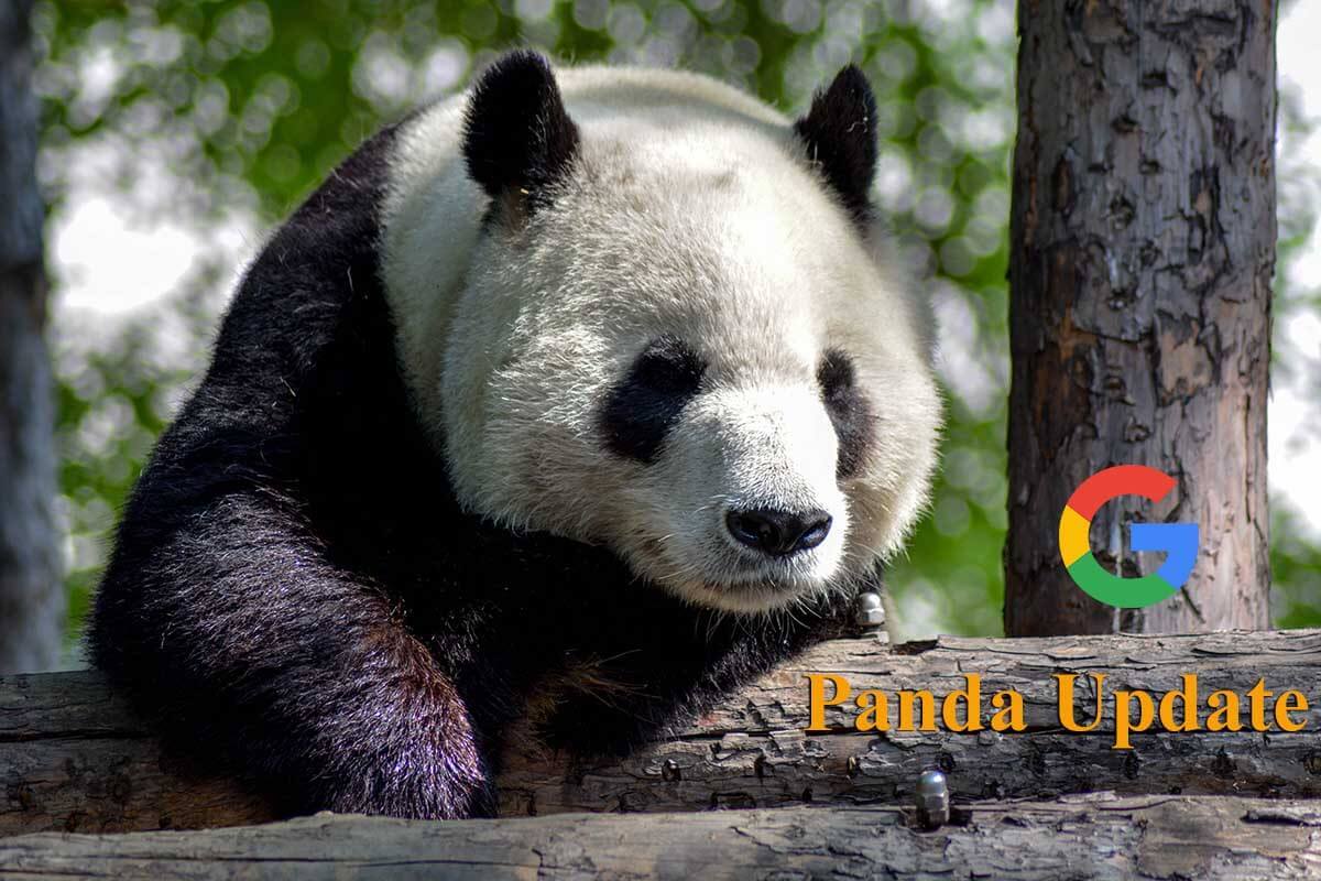 Google fotos de pandinha