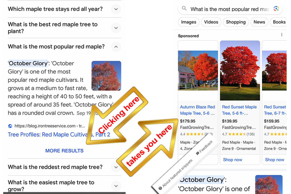 Clicking on MORE RESULTS leads to rich information featured snippet